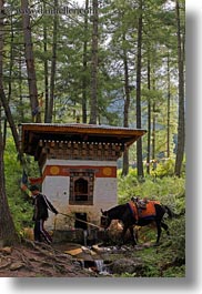 images/Asia/Bhutan/Animals/boy-leading-mule.jpg