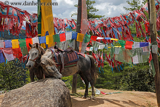 horses-n-prayer-flags-03.jpg