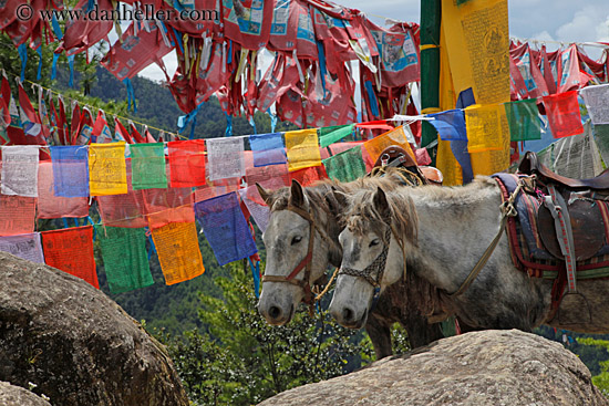 horses-n-prayer-flags-04.jpg