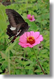 asia, bhutan, butterflies, colors, flowers, lush, nature, pink, vertical, photograph