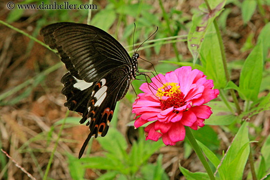 butterfly-on-flowers-03.jpg