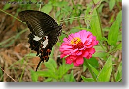 images/Asia/Bhutan/Flowers/butterfly-on-flowers-03.jpg