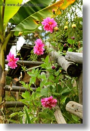 images/Asia/Bhutan/Flowers/dahlia-01.jpg