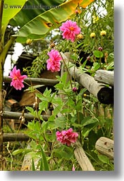 images/Asia/Bhutan/Flowers/dahlia-02.jpg