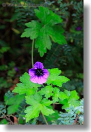 images/Asia/Bhutan/Flowers/purple-geraniums-01.jpg