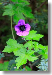 images/Asia/Bhutan/Flowers/purple-geraniums-02.jpg