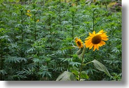images/Asia/Bhutan/Flowers/sunflowers-01.jpg