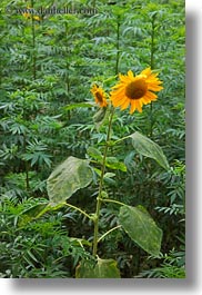 images/Asia/Bhutan/Flowers/sunflowers-02.jpg