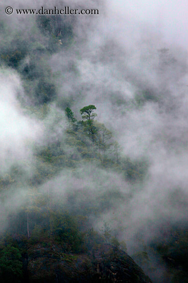 tree-in-fog.jpg