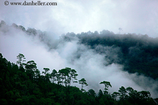 trees-in-fog-02.jpg