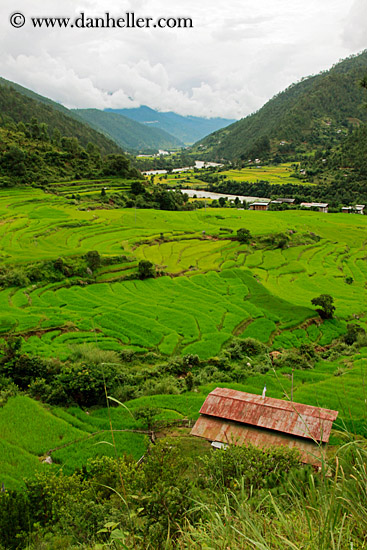 house-n-terraced-rice-fields-02.jpg