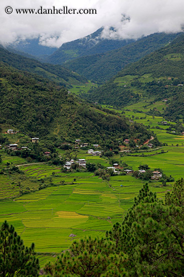 house-n-terraced-rice-fields-04.jpg