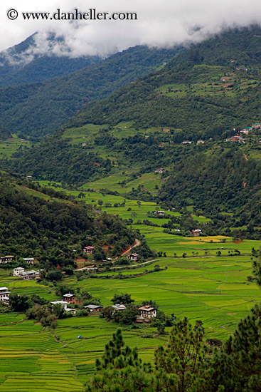 house-n-terraced-rice-fields-05.jpg