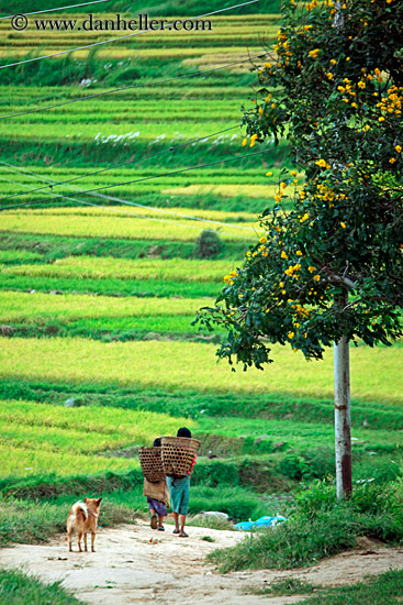 people-walking-on-road-by-rice-fields-01.jpg