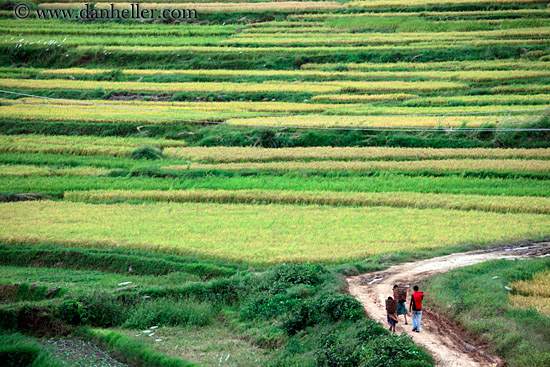 people-walking-on-road-by-rice-fields-04.jpg