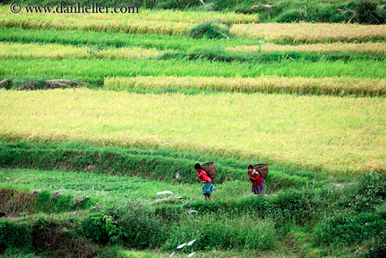 people-walking-on-road-by-rice-fields-05.jpg