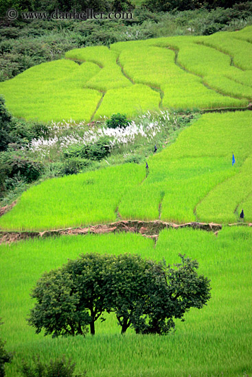 rice-field-w-tree.jpg