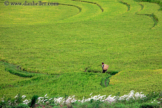 rice-field-workers-01.jpg