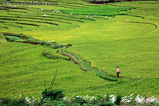 rice-field-workers-03.jpg