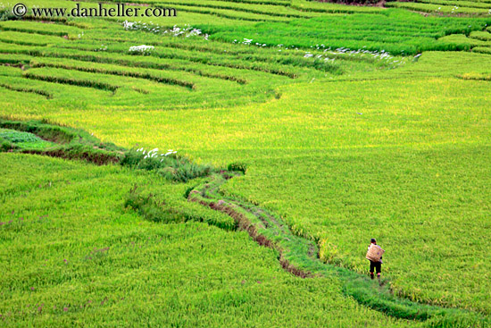 rice-field-workers-04.jpg