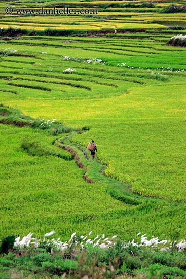 rice-field-workers-05.jpg