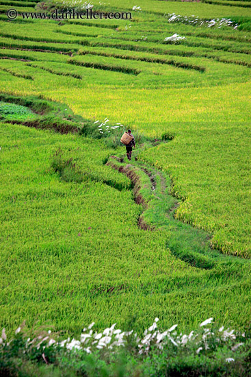 rice-field-workers-06.jpg