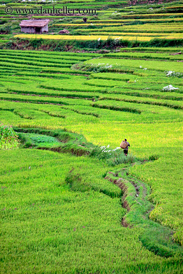 rice-field-workers-07.jpg