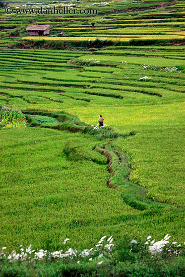 rice-field-workers-08.jpg