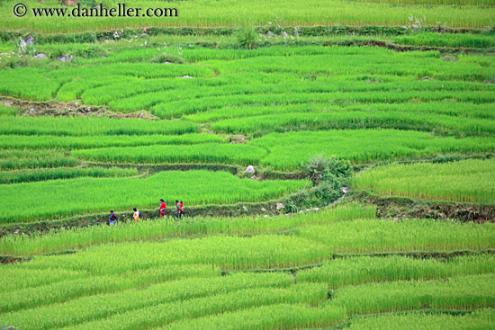 rice-field-workers-09.jpg