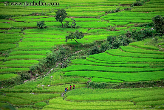 rice-field-workers-10.jpg