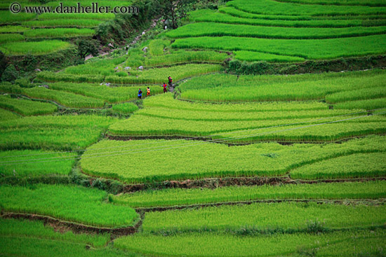 rice-field-workers-11.jpg