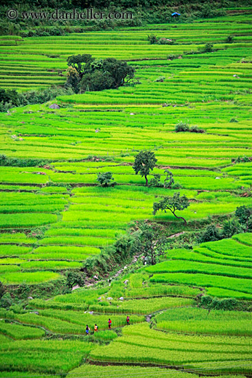 rice-field-workers-12.jpg