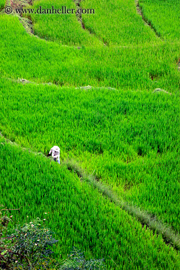 rice-field-workers-13.jpg