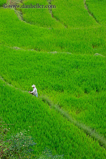 rice-field-workers-14.jpg