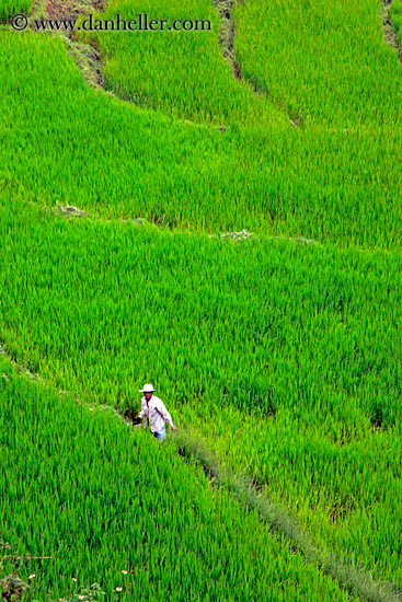 rice-field-workers-15.jpg