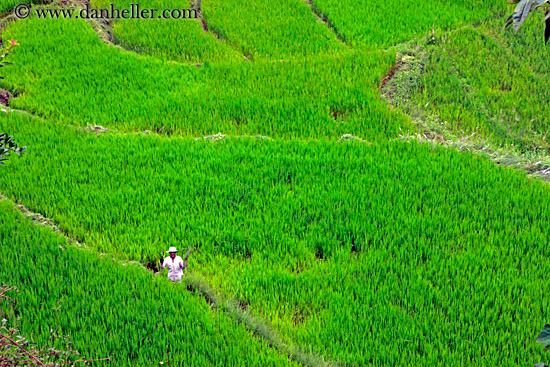 rice-field-workers-16.jpg