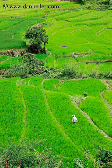 rice-field-workers-18.jpg