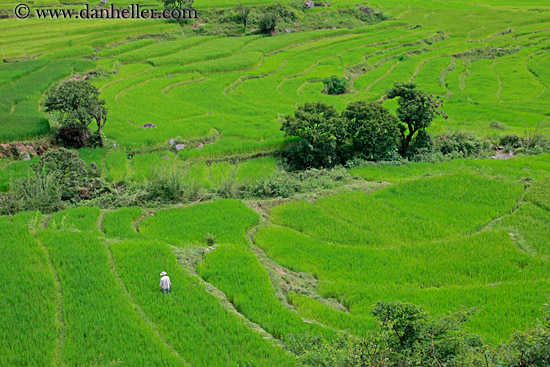 rice-field-workers-19.jpg