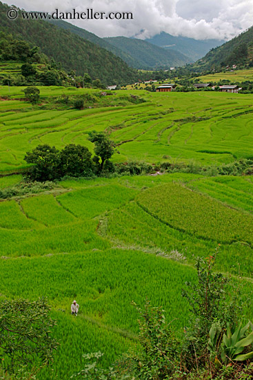 rice-field-workers-21.jpg