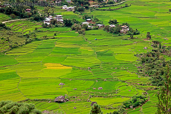 rice-fields-n-houses.jpg