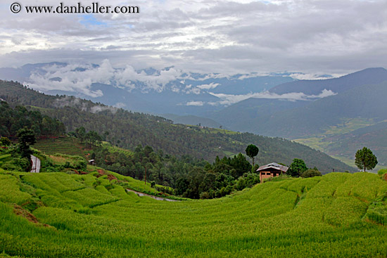 rice-fields-n-mtn-landscape.jpg