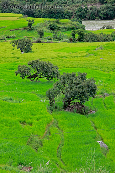 rice-fields-n-trees.jpg