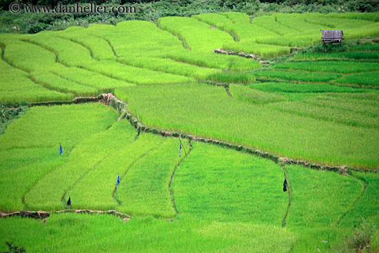 rice-fields-w-blue-flags.jpg