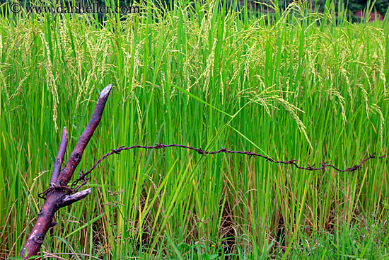 rice-plants-close-up-01.jpg