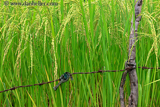 rice-plants-close-up-03.jpg