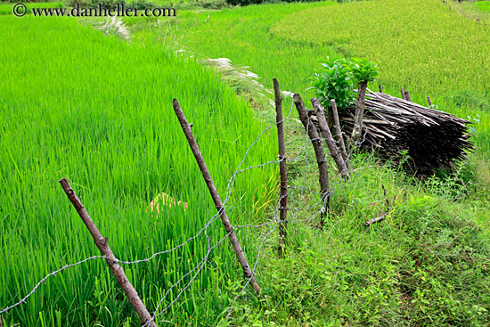 rice-plants-close-up-07.jpg