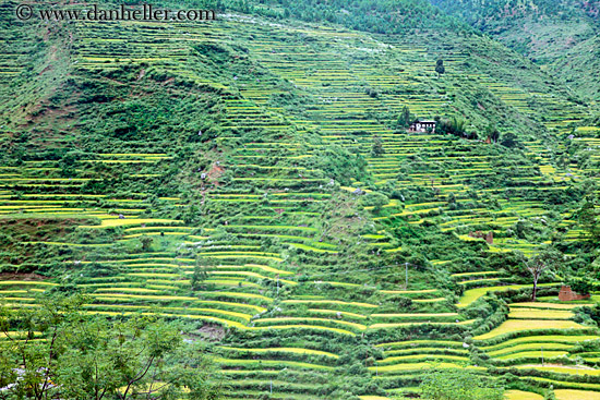 terraced-rice-fields-2.jpg