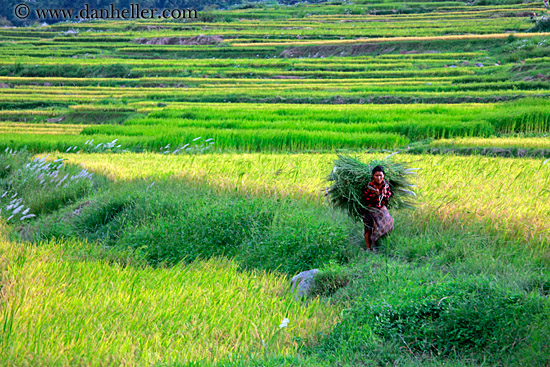 woman-carrying-rice-01.jpg