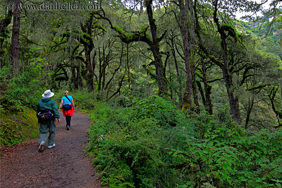 hiking-in-woods.jpg