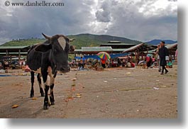 images/Asia/Bhutan/StreetMarket/cow-in-market.jpg